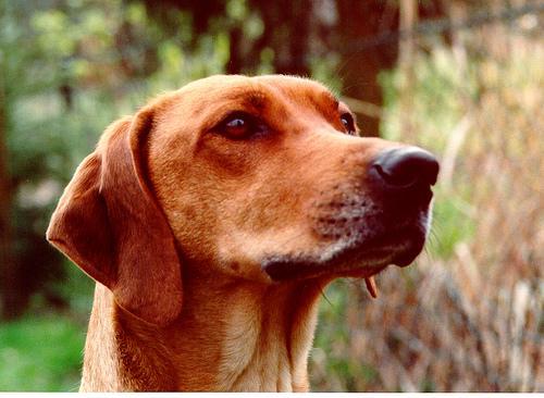 https://images.dog.ceo/breeds/ridgeback-rhodesian/n02087394_3139.jpg