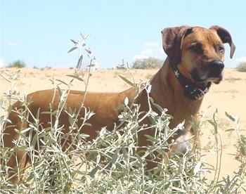 https://images.dog.ceo/breeds/ridgeback-rhodesian/n02087394_3159.jpg