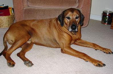 https://images.dog.ceo/breeds/ridgeback-rhodesian/n02087394_3256.jpg