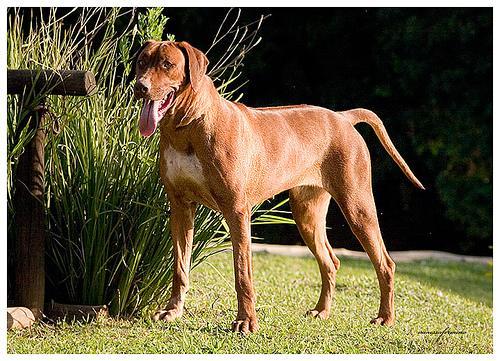 https://images.dog.ceo/breeds/ridgeback-rhodesian/n02087394_3275.jpg