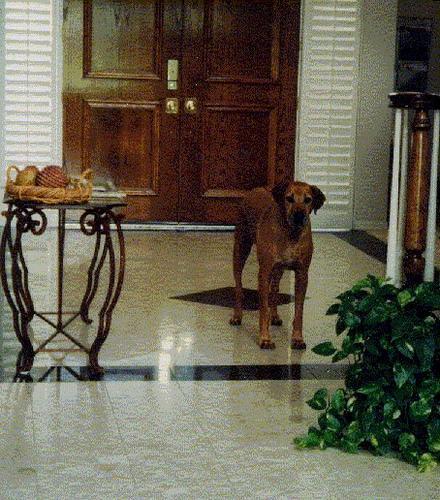 https://images.dog.ceo/breeds/ridgeback-rhodesian/n02087394_330.jpg