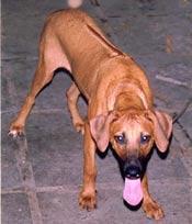 https://images.dog.ceo/breeds/ridgeback-rhodesian/n02087394_3450.jpg