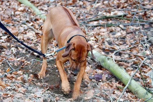 https://images.dog.ceo/breeds/ridgeback-rhodesian/n02087394_3458.jpg