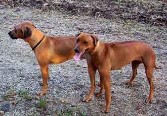 https://images.dog.ceo/breeds/ridgeback-rhodesian/n02087394_3515.jpg