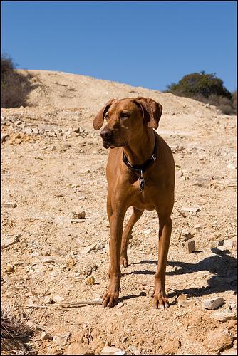 https://images.dog.ceo/breeds/ridgeback-rhodesian/n02087394_36.jpg