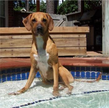 https://images.dog.ceo/breeds/ridgeback-rhodesian/n02087394_3663.jpg