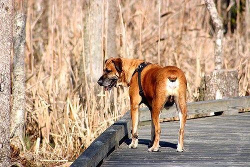 https://images.dog.ceo/breeds/ridgeback-rhodesian/n02087394_3677.jpg