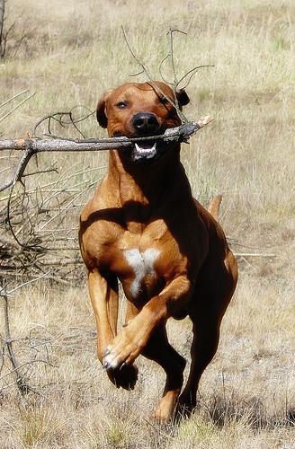 https://images.dog.ceo/breeds/ridgeback-rhodesian/n02087394_3795.jpg