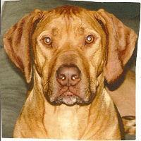 https://images.dog.ceo/breeds/ridgeback-rhodesian/n02087394_381.jpg