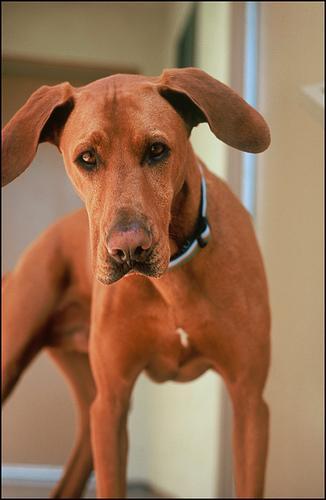 https://images.dog.ceo/breeds/ridgeback-rhodesian/n02087394_4459.jpg