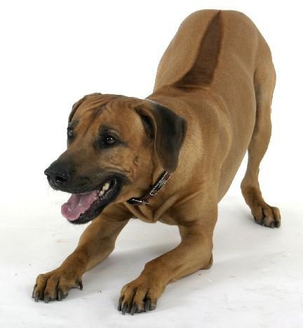 https://images.dog.ceo/breeds/ridgeback-rhodesian/n02087394_4602.jpg