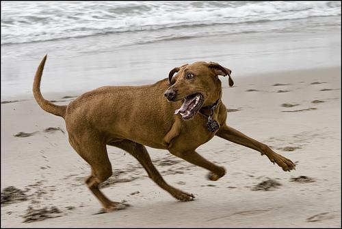 https://images.dog.ceo/breeds/ridgeback-rhodesian/n02087394_4603.jpg