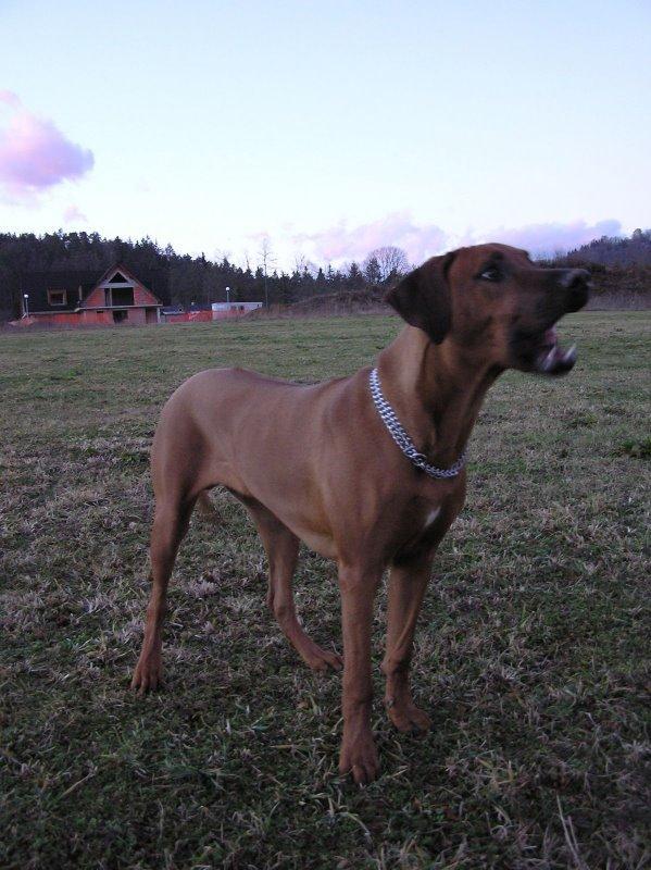 https://images.dog.ceo/breeds/ridgeback-rhodesian/n02087394_4681.jpg