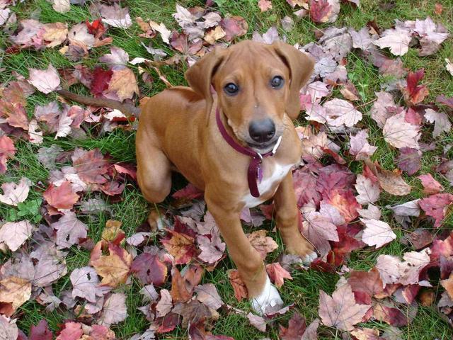 https://images.dog.ceo/breeds/ridgeback-rhodesian/n02087394_4741.jpg