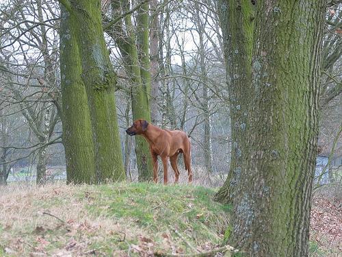 https://images.dog.ceo/breeds/ridgeback-rhodesian/n02087394_4761.jpg