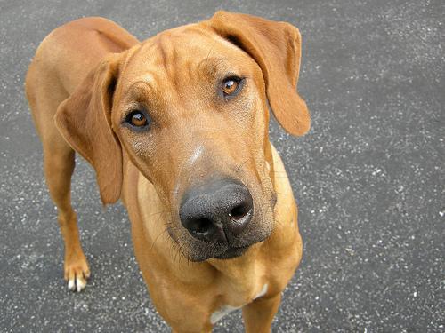 https://images.dog.ceo/breeds/ridgeback-rhodesian/n02087394_4931.jpg