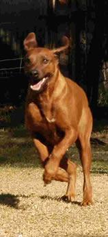 https://images.dog.ceo/breeds/ridgeback-rhodesian/n02087394_5161.jpg