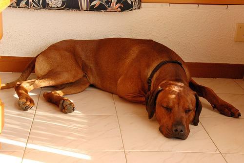 https://images.dog.ceo/breeds/ridgeback-rhodesian/n02087394_5552.jpg