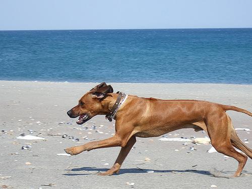 https://images.dog.ceo/breeds/ridgeback-rhodesian/n02087394_6039.jpg