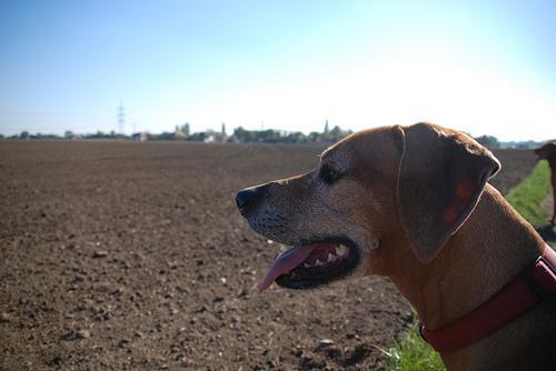 https://images.dog.ceo/breeds/ridgeback-rhodesian/n02087394_613.jpg