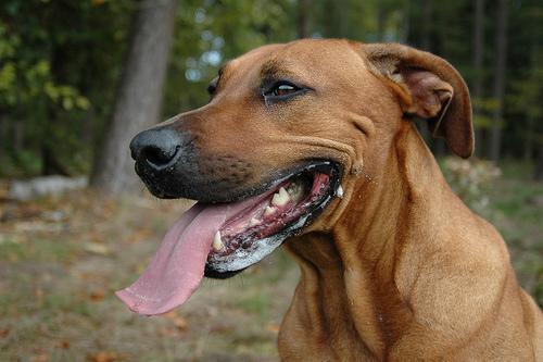 https://images.dog.ceo/breeds/ridgeback-rhodesian/n02087394_6371.jpg