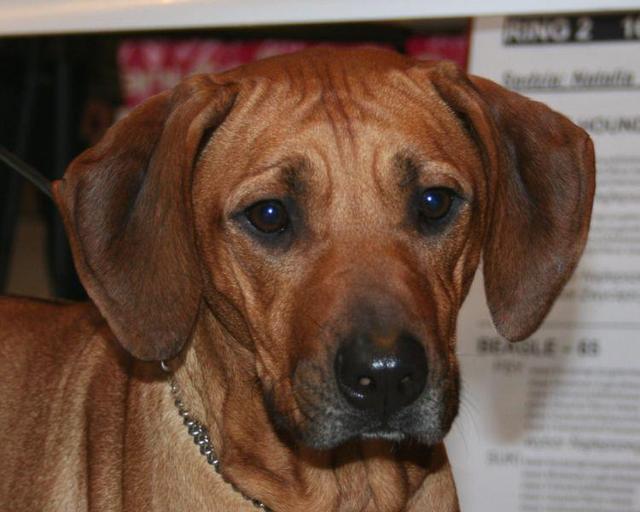 https://images.dog.ceo/breeds/ridgeback-rhodesian/n02087394_6382.jpg