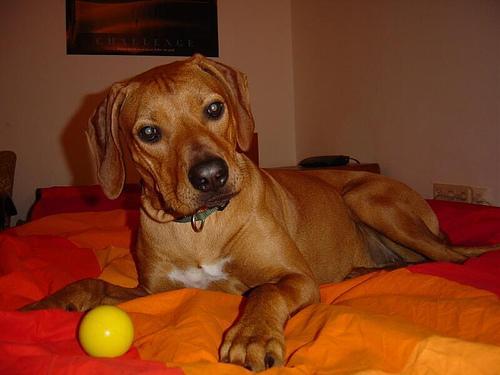 https://images.dog.ceo/breeds/ridgeback-rhodesian/n02087394_6495.jpg