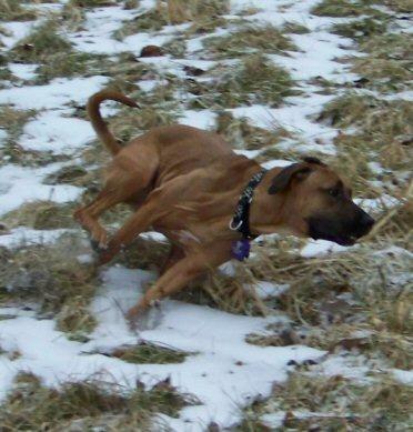 https://images.dog.ceo/breeds/ridgeback-rhodesian/n02087394_6506.jpg