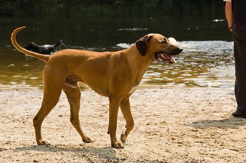 https://images.dog.ceo/breeds/ridgeback-rhodesian/n02087394_681.jpg