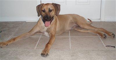 https://images.dog.ceo/breeds/ridgeback-rhodesian/n02087394_6993.jpg