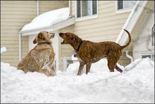 https://images.dog.ceo/breeds/ridgeback-rhodesian/n02087394_7019.jpg