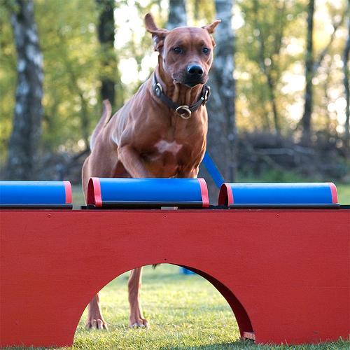 https://images.dog.ceo/breeds/ridgeback-rhodesian/n02087394_7025.jpg