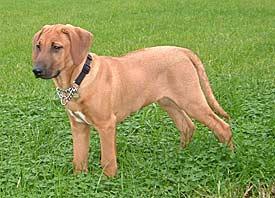 https://images.dog.ceo/breeds/ridgeback-rhodesian/n02087394_7143.jpg