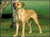 https://images.dog.ceo/breeds/ridgeback-rhodesian/n02087394_7186.jpg