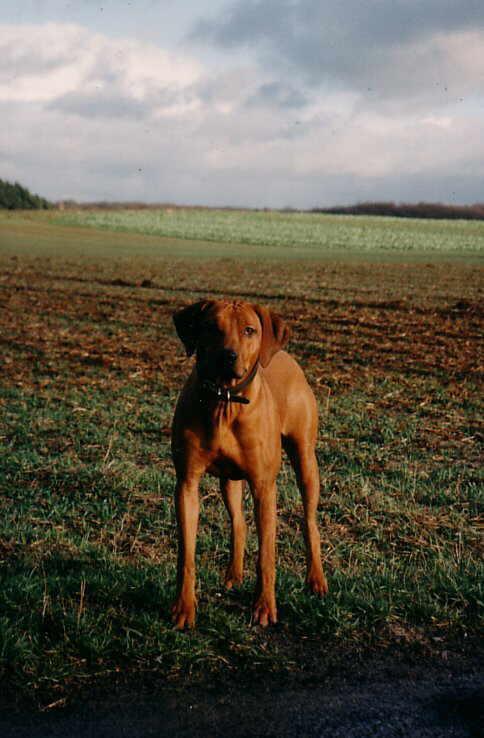 https://images.dog.ceo/breeds/ridgeback-rhodesian/n02087394_7219.jpg