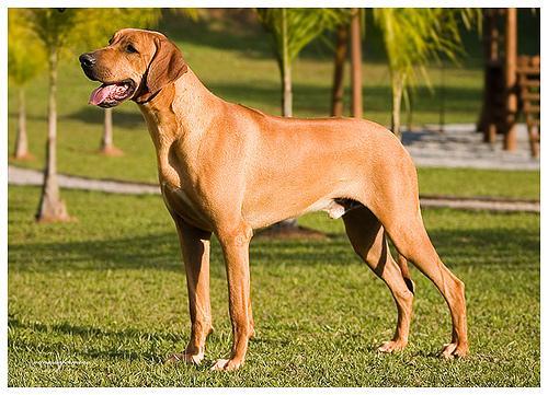 https://images.dog.ceo/breeds/ridgeback-rhodesian/n02087394_7254.jpg