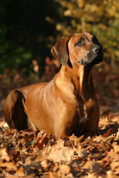 https://images.dog.ceo/breeds/ridgeback-rhodesian/n02087394_7263.jpg