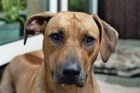 https://images.dog.ceo/breeds/ridgeback-rhodesian/n02087394_7418.jpg