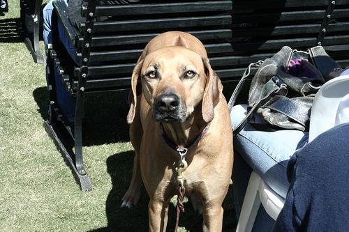 https://images.dog.ceo/breeds/ridgeback-rhodesian/n02087394_7439.jpg