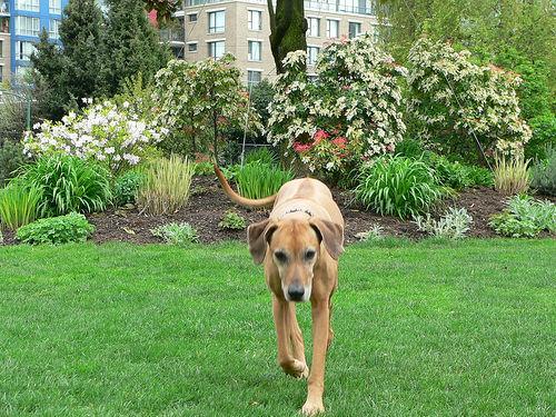 https://images.dog.ceo/breeds/ridgeback-rhodesian/n02087394_7449.jpg