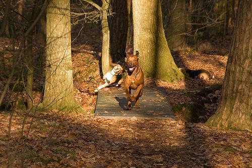 https://images.dog.ceo/breeds/ridgeback-rhodesian/n02087394_7459.jpg