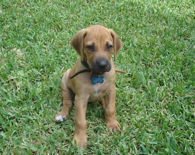 https://images.dog.ceo/breeds/ridgeback-rhodesian/n02087394_7579.jpg