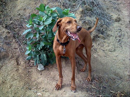 https://images.dog.ceo/breeds/ridgeback-rhodesian/n02087394_760.jpg