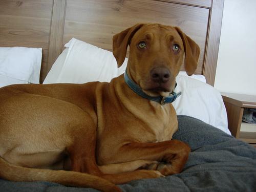 https://images.dog.ceo/breeds/ridgeback-rhodesian/n02087394_7644.jpg