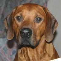 https://images.dog.ceo/breeds/ridgeback-rhodesian/n02087394_7777.jpg