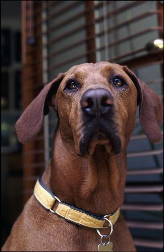 https://images.dog.ceo/breeds/ridgeback-rhodesian/n02087394_8152.jpg