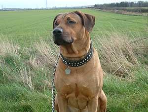 https://images.dog.ceo/breeds/ridgeback-rhodesian/n02087394_8266.jpg