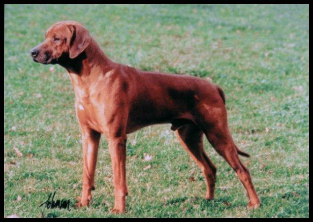 https://images.dog.ceo/breeds/ridgeback-rhodesian/n02087394_831.jpg