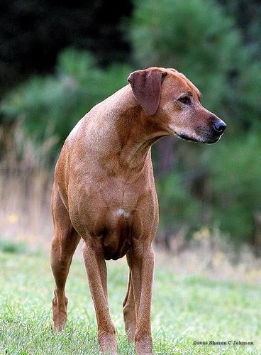 https://images.dog.ceo/breeds/ridgeback-rhodesian/n02087394_8339.jpg