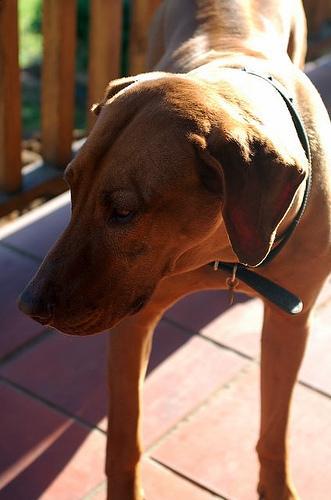 https://images.dog.ceo/breeds/ridgeback-rhodesian/n02087394_8456.jpg